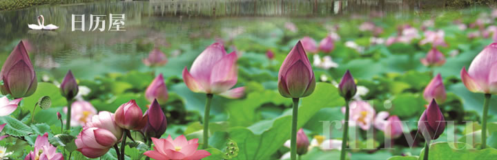 �����������������Ź�֪ʶ